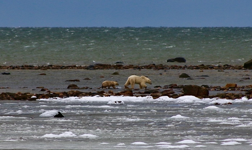 Polar Bear from Wapusk National Park, Division #23, Unorganized, MB, CA ...