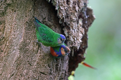 Red-Breasted Pygmy-Parrot photo 3