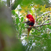 West Papuan Lorikeet - Photo (c) Nigel Voaden, some rights reserved (CC BY)