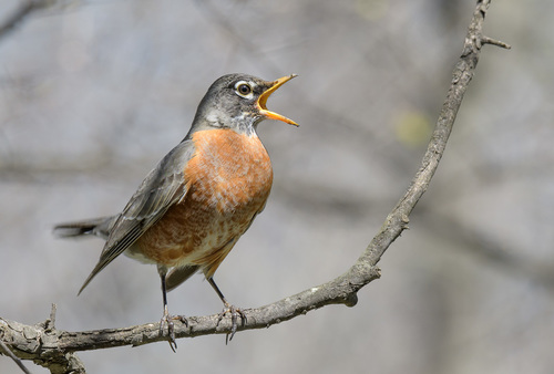 American Robin photographed in Texas