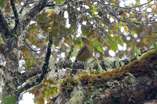 Amblyornis inornata