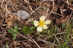 Trollius laxus laxus