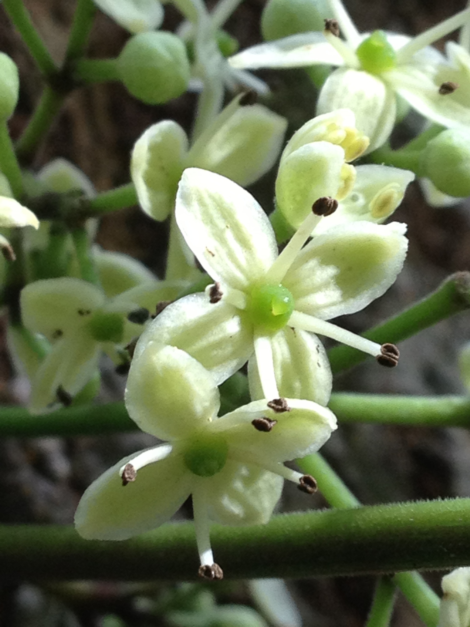 Zanthoxylum kauaense