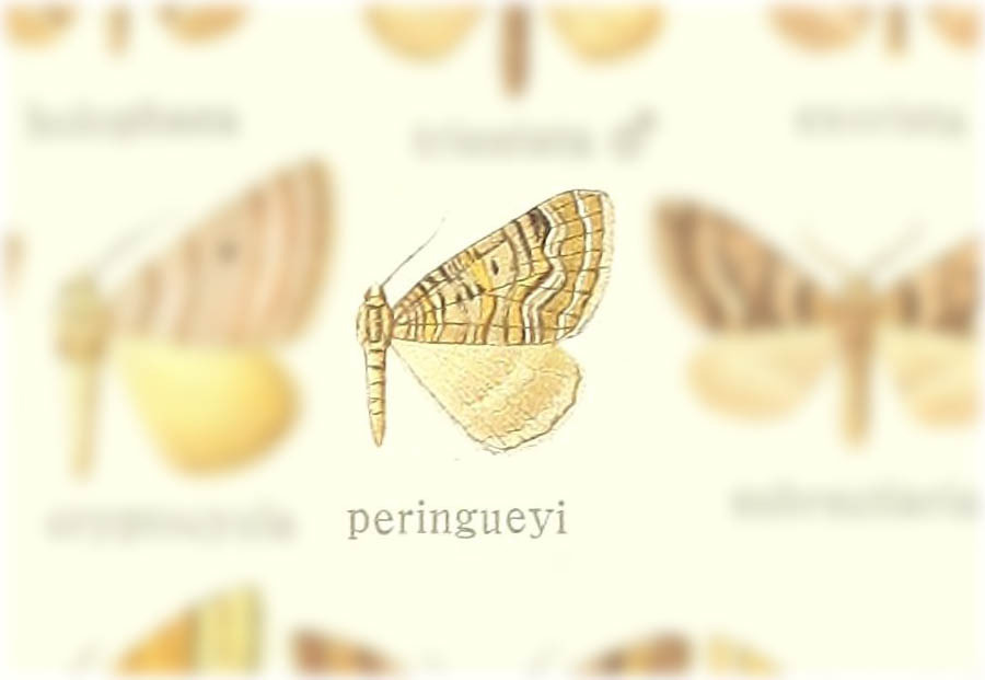 Scotopteryx peringueyi