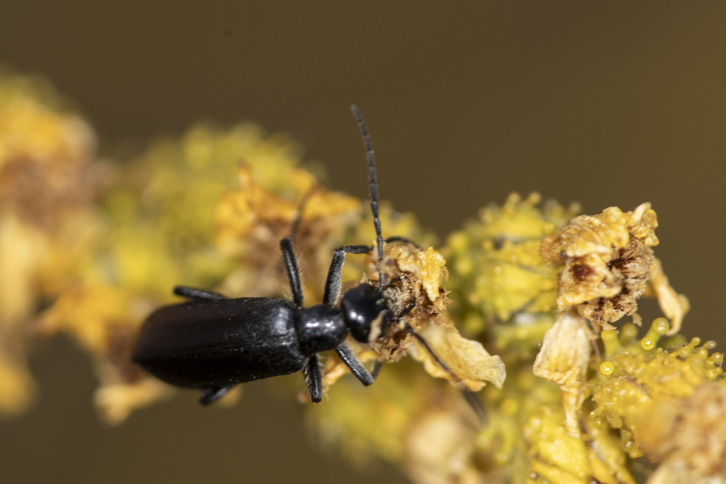 Epicauta alphonsii
