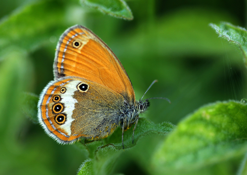 How to identify Coenonympha arcania Linnaeus, 1761