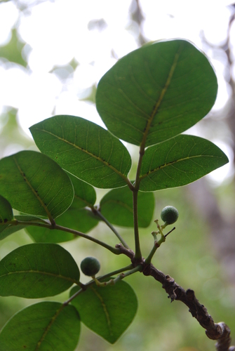 Zanthoxylum kauaense