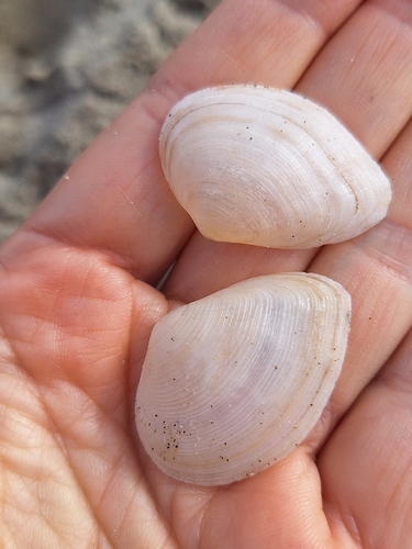 Representative image of Gastrana