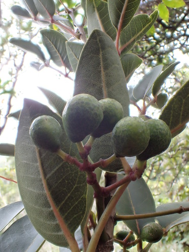 Zanthoxylum kauaense
