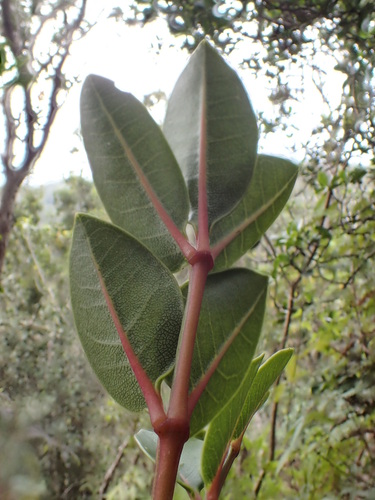 Zanthoxylum kauaense
