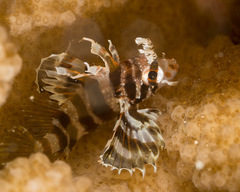 Pterois sphex