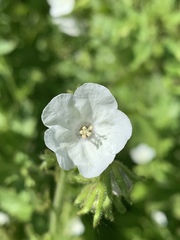 Phacelia viscida albiflora