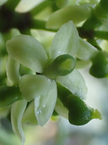 Zanthoxylum kauaense