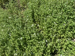 Phacelia viscida albiflora