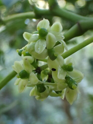 Zanthoxylum kauaense