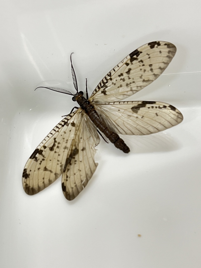 Neochauliodes azumai