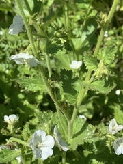 Phacelia viscida albiflora