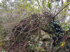 Selenicereus hamatus