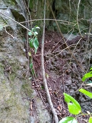 Selenicereus hamatus