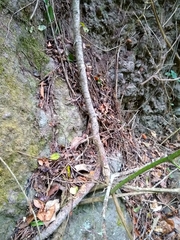Selenicereus hamatus