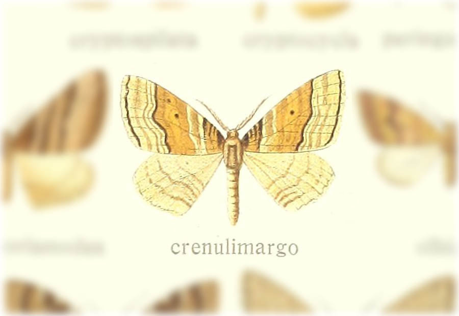 Scotopteryx crenulimargo
