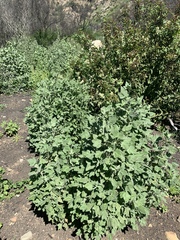 Malacothamnus fasciculatus nuttallii