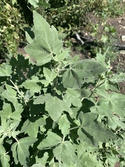 Malacothamnus fasciculatus nuttallii