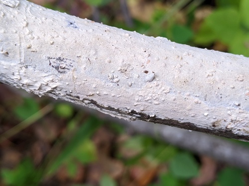 Cylindrobasidium torrendii