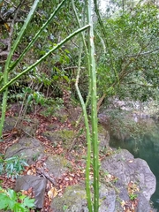 Selenicereus hamatus
