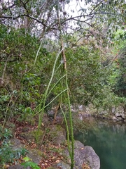 Selenicereus hamatus