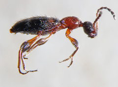 Anthelephila pedestris