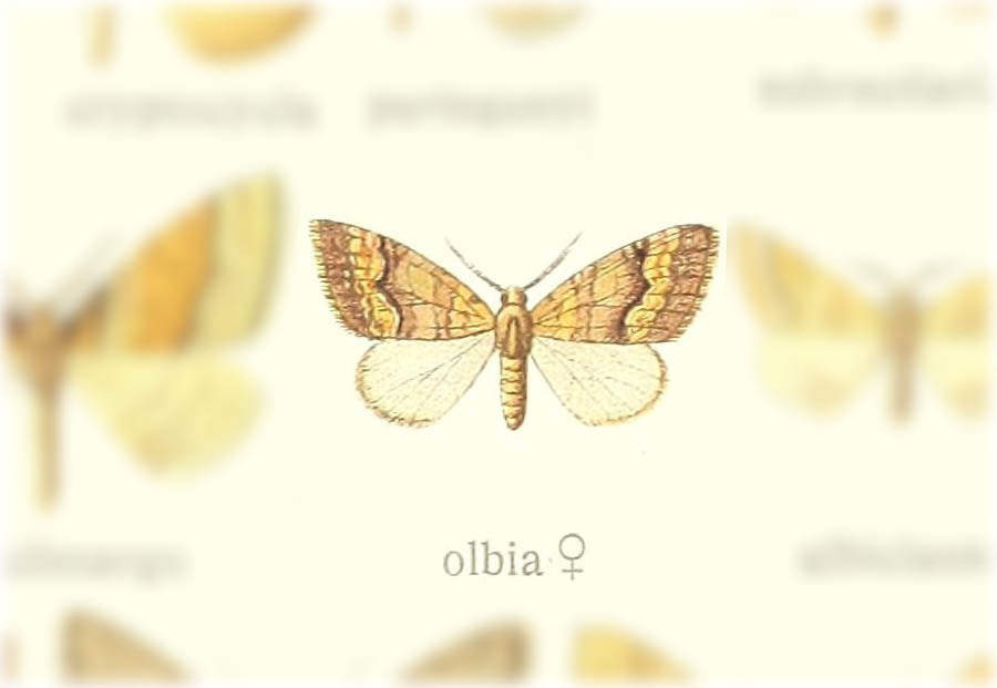 Dysrhoe olbia