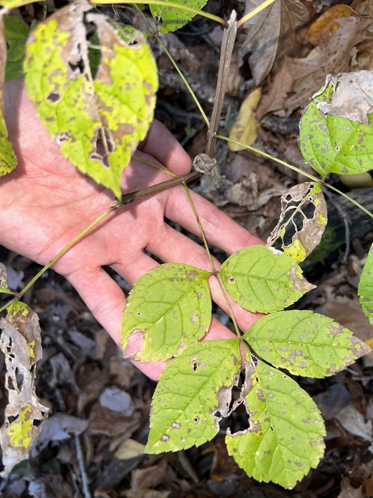 blue ash from Ash Grove, MO, US on October 25, 2023 at 0502 PM by