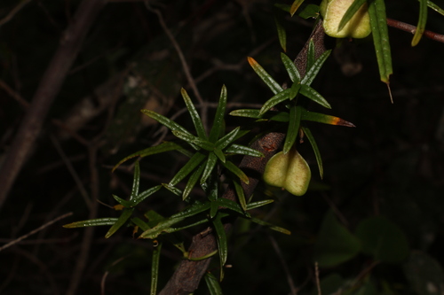 Image of Dioscorea hastifolia by (c) Greg Tasney, some rights reserved (CC BY-SA)