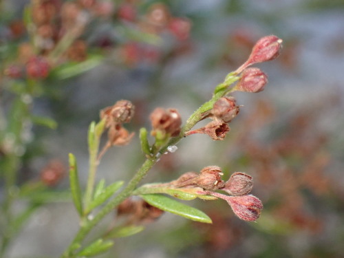 Image of Lechea maritima by (c) W Rao, some rights reserved (CC BY)