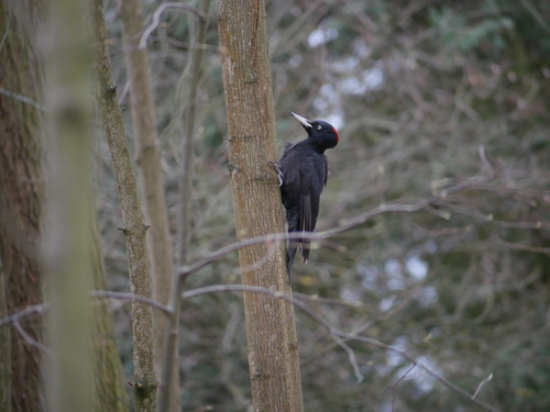 Picamaderos negro (Dryocopus martius)