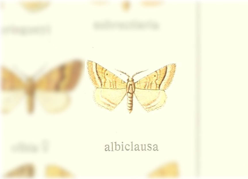 Scotopteryx albiclausa