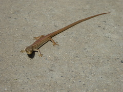 Elgaria multicarinata webbii