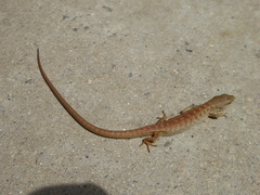 Elgaria multicarinata webbii