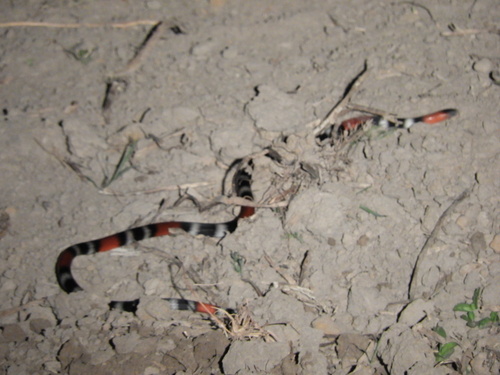 Argentinean Coralsnake