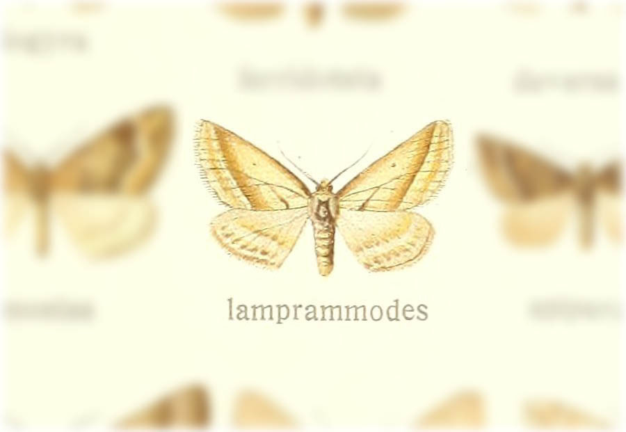 Perizoma lamprammodes