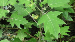 Solanum lhotskyanum