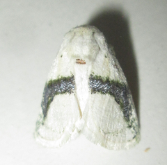 Afraltha chionostola