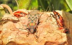 Spilostethus pandurus elegans