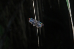 Achlyodes