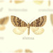 Perizoma alumna - Photo (c) Andreas Manz,  זכויות יוצרים חלקיות (CC BY-NC), הועלה על ידי Andreas Manz