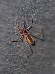 Polytoxus fuscovittatus