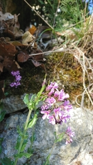 Arabis rosea