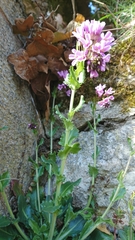 Arabis rosea