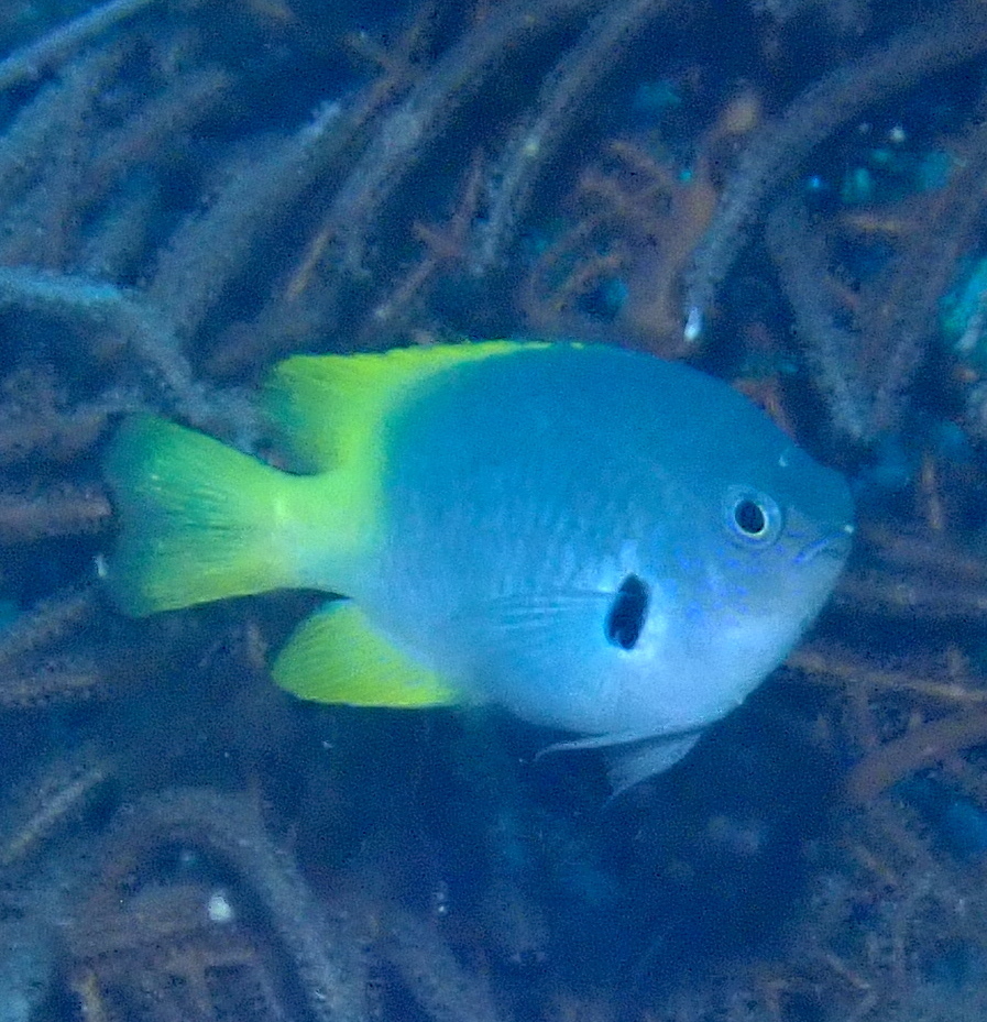 Black-edged Damsel